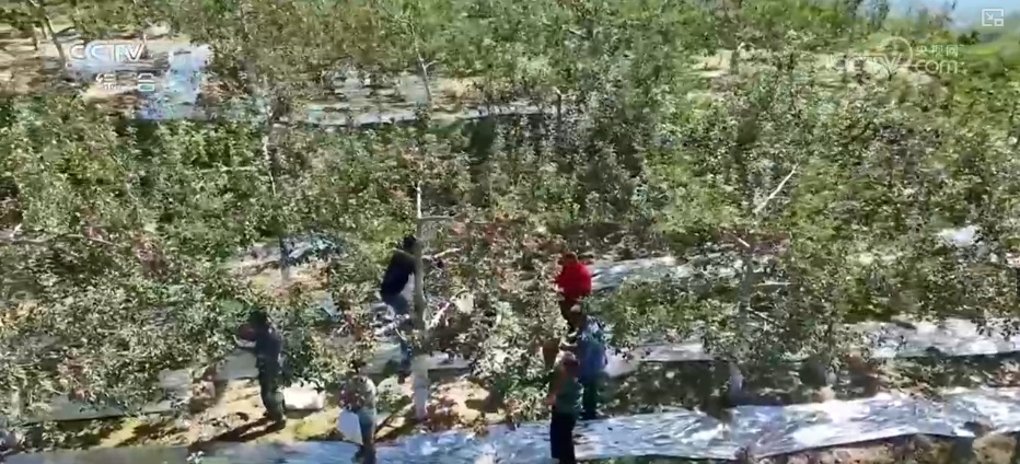 从创新能力提升到应用场景拓宽 智慧赋能让农业生产更“聪明”焕发蓬勃生机