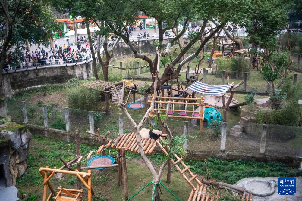 重庆动物园大熊猫搬新家