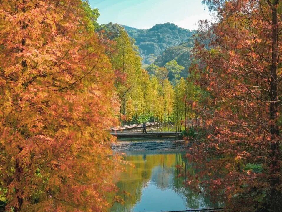 美“枫”了！已进入最佳观赏期，广东人赶紧冲