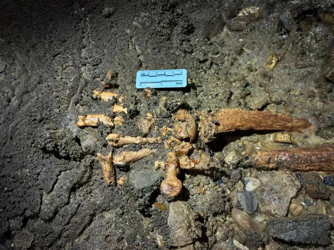 10万年前的大熊猫，长啥样？