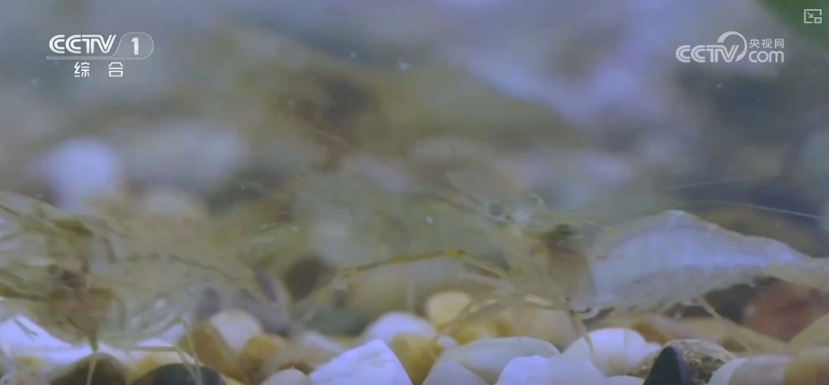 从创新能力提升到应用场景拓宽 智慧赋能让农业生产更“聪明”焕发蓬勃生机