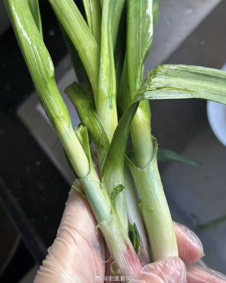 蒜苗有蓝色残留还能吃吗？