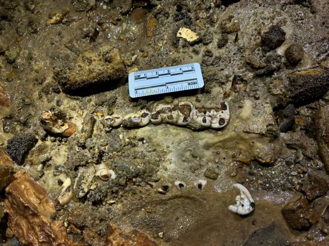 10万年前的大熊猫，长啥样？