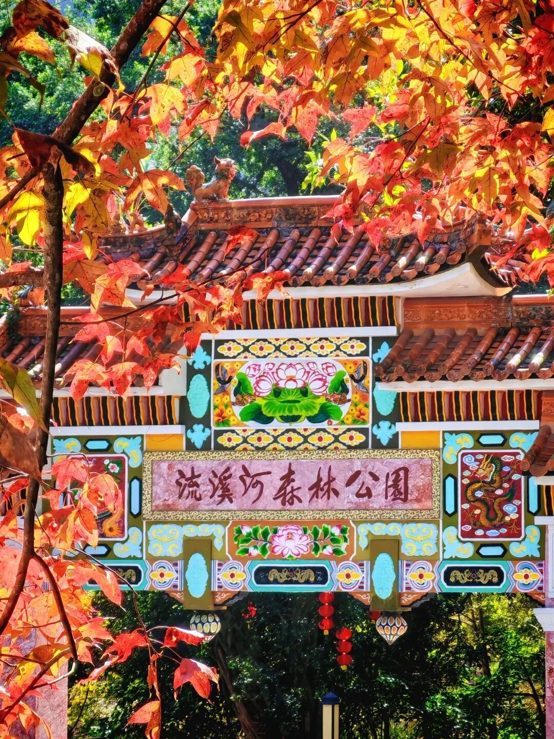 美“枫”了！已进入最佳观赏期，广东人赶紧冲