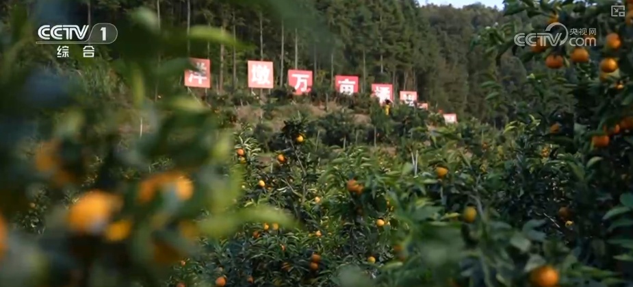 从创新能力提升到应用场景拓宽 智慧赋能让农业生产更“聪明”焕发蓬勃生机