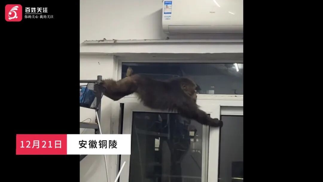 “猴哥”闯入高校悠闲吃香蕉引围观，校方回应：最终在宿舍“落网”