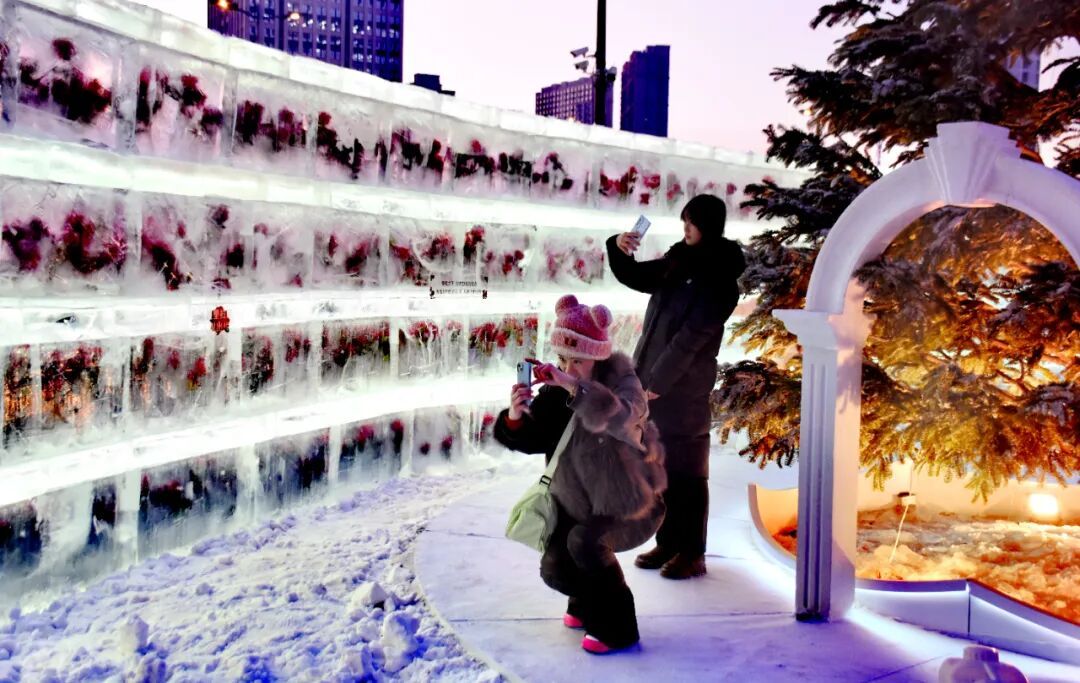 太出片啦！冰封玫瑰“绽放”哈尔滨街头，快去打卡吧！