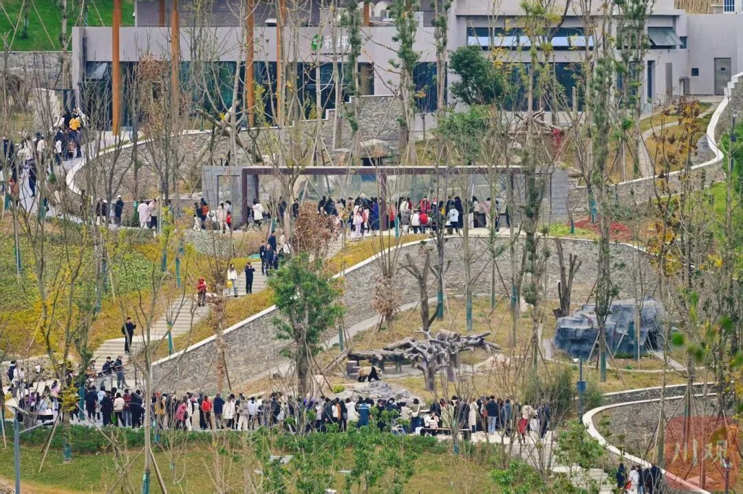 12月29日试运行！四川又增一处看大熊猫打卡地，游玩攻略→