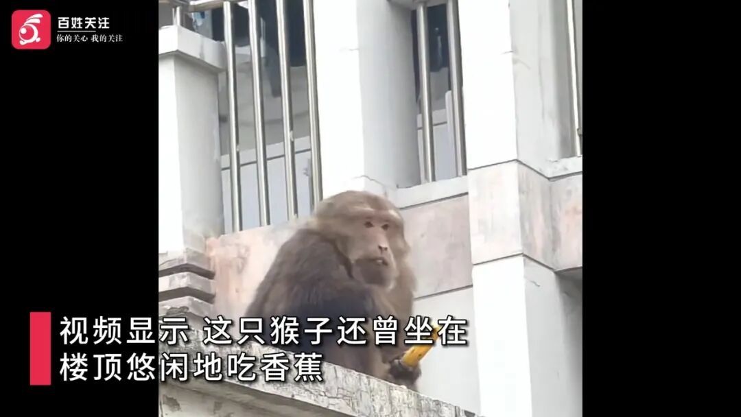 “猴哥”闯入高校悠闲吃香蕉引围观，校方回应：最终在宿舍“落网”