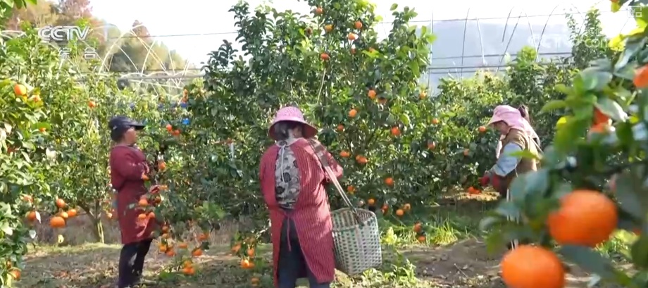 从创新能力提升到应用场景拓宽 智慧赋能让农业生产更“聪明”焕发蓬勃生机