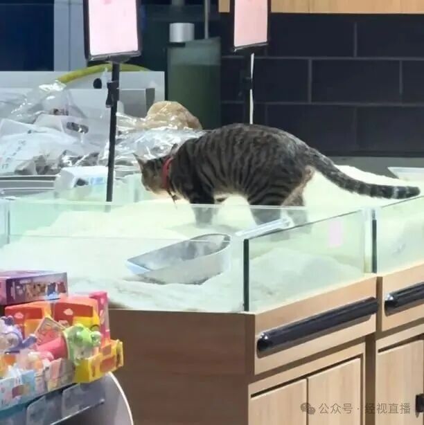 猫咪在散装大米柜上排泄？涉事超市：已全面下架被污染大米，送走猫咪，并通知顾客退货
