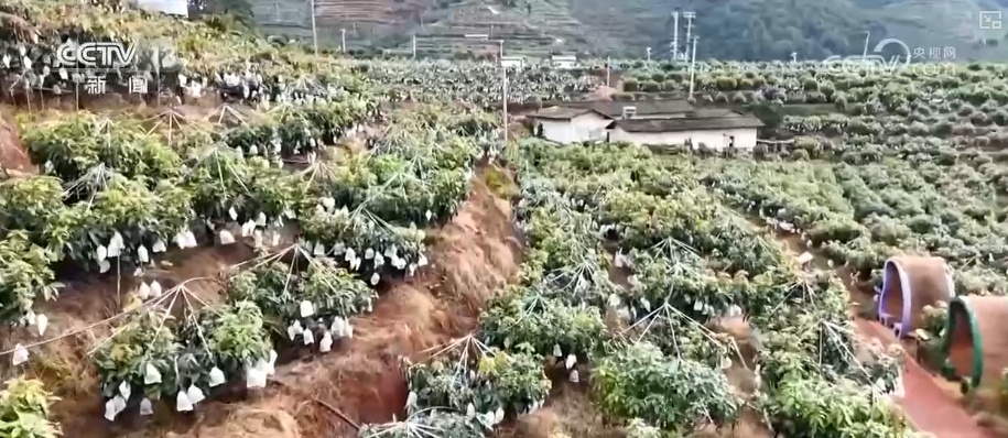 从产业转型、乡村振兴到民生保障多维度观察高质量发展与共同富裕协同并进