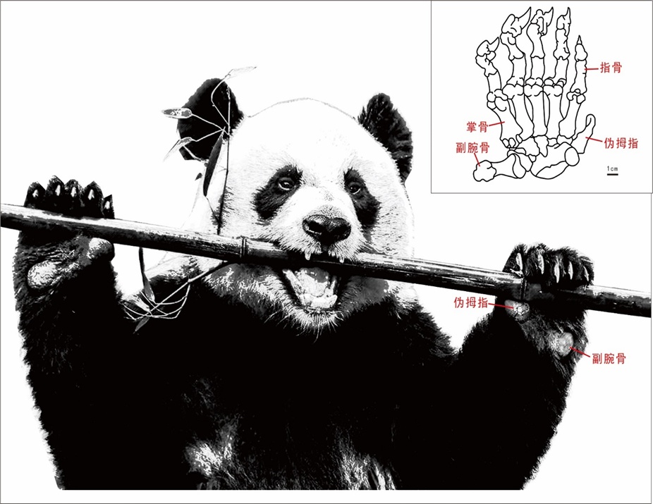 10万年前的大熊猫，长啥样？