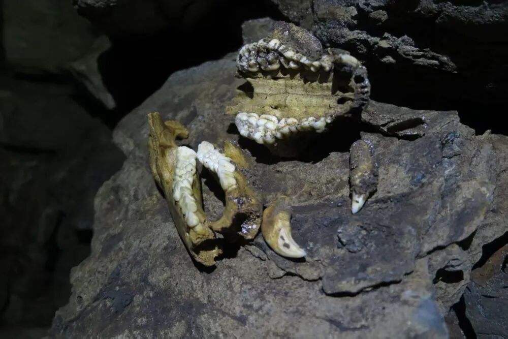 10万年前的大熊猫，长啥样？