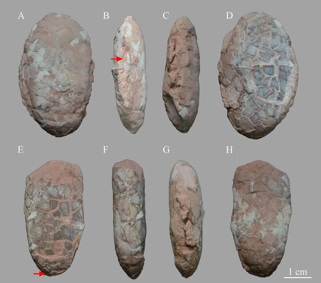 合肥盆地首次发现恐龙蛋与骨骼化石