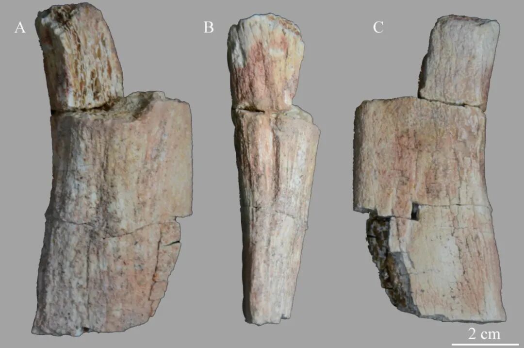 合肥盆地首次发现恐龙蛋与骨骼化石