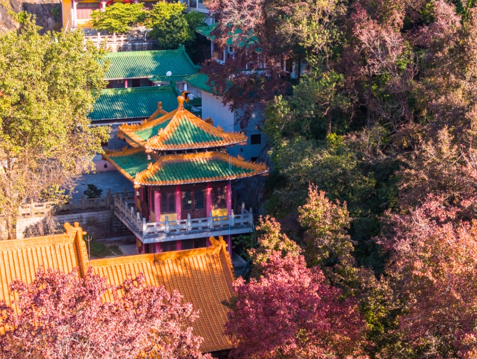 美“枫”了！已进入最佳观赏期，广东人赶紧冲