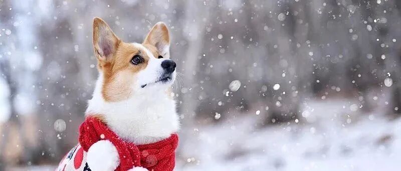 雪在路上了！北京今夜局地中雪，降雪路线——