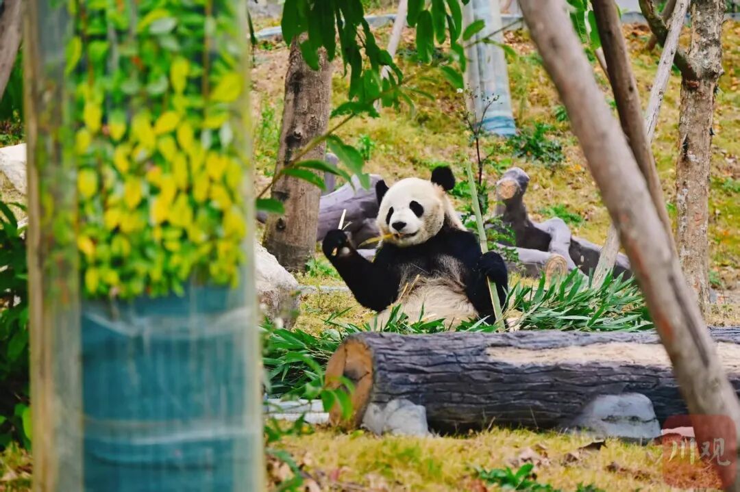 12月29日试运行！四川又增一处看大熊猫打卡地，游玩攻略→