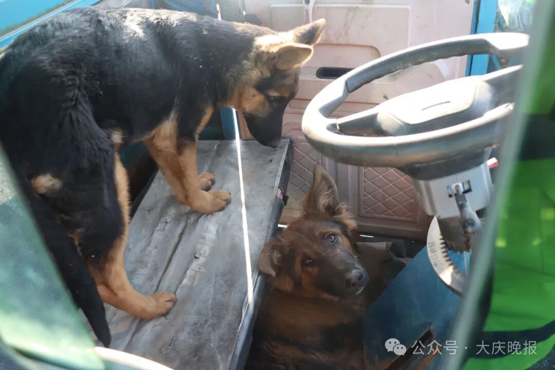 离奇！大庆一三轮车被两条狗“开走”撞上轿车