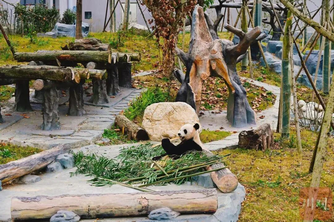 12月29日试运行！四川又增一处看大熊猫打卡地，游玩攻略→