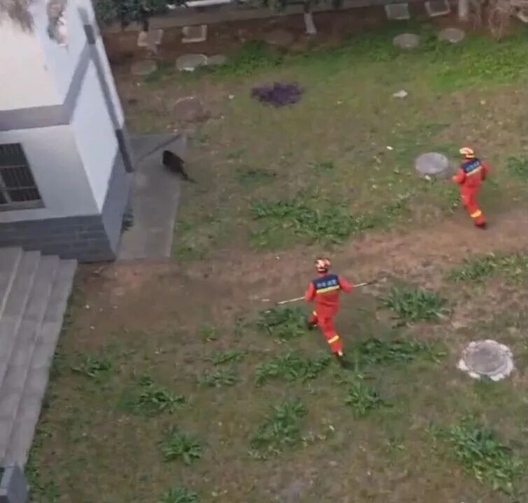 “猴哥”闯入高校悠闲吃香蕉引围观，校方回应：最终在宿舍“落网”