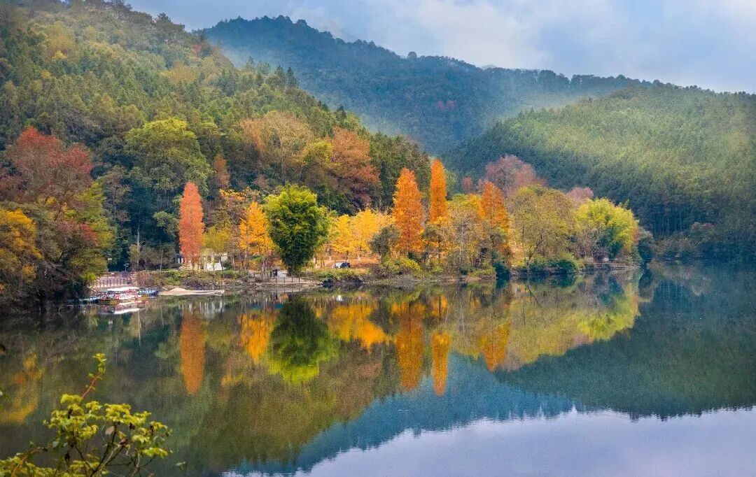 美“枫”了！已进入最佳观赏期，广东人赶紧冲