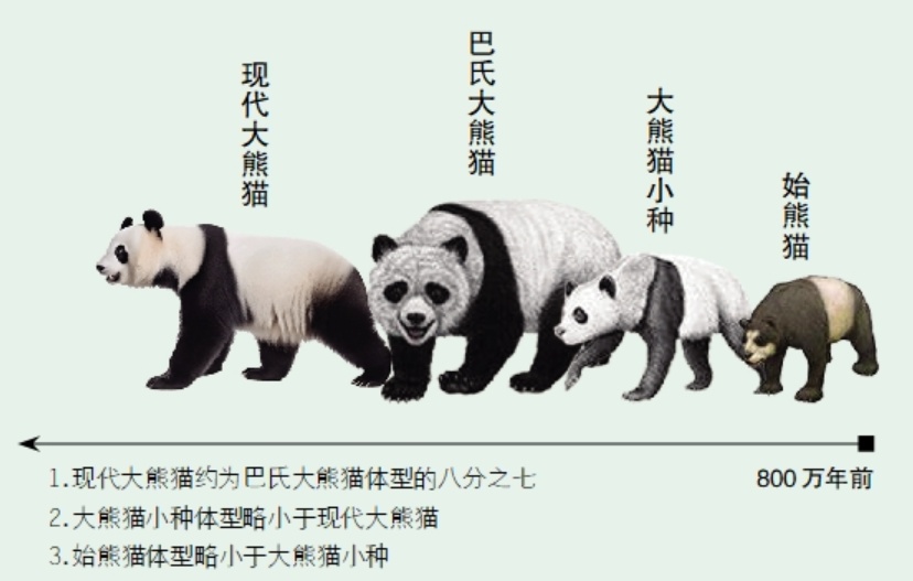 10万年前的大熊猫，长啥样？
