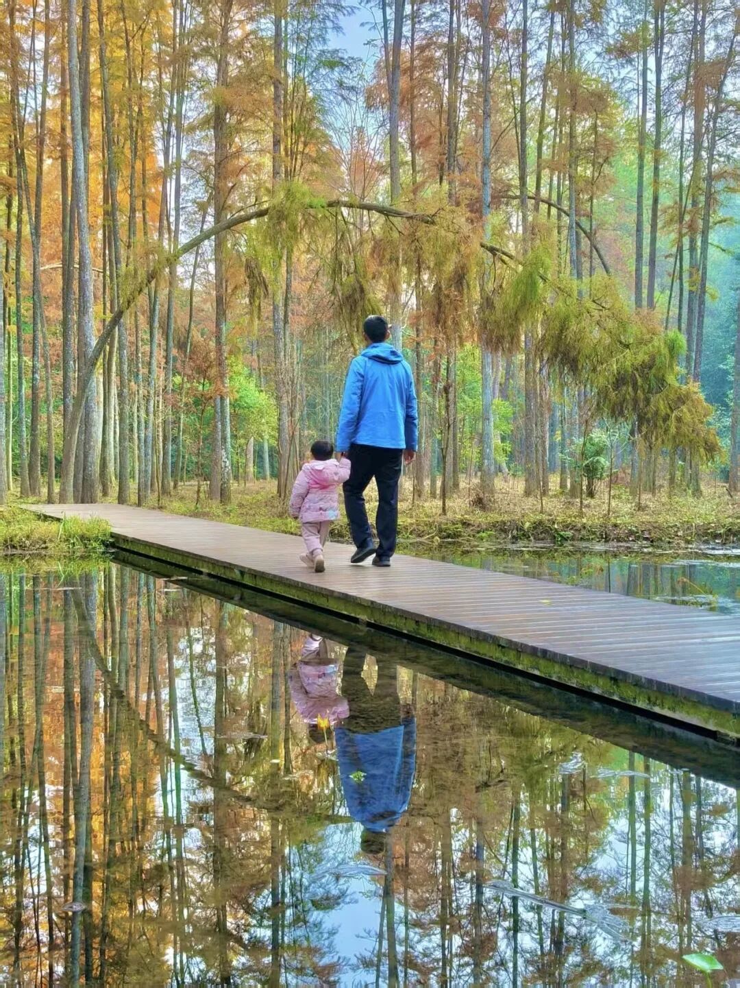 美“枫”了！已进入最佳观赏期，广东人赶紧冲