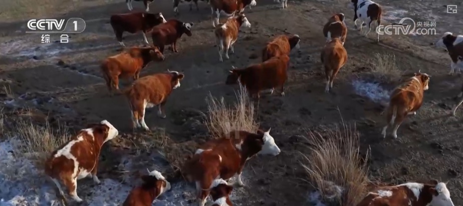 从创新能力提升到应用场景拓宽 智慧赋能让农业生产更“聪明”焕发蓬勃生机