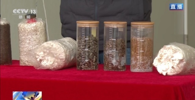 自主育种+智能生产双轮驱动 小菌菇也做成大产业