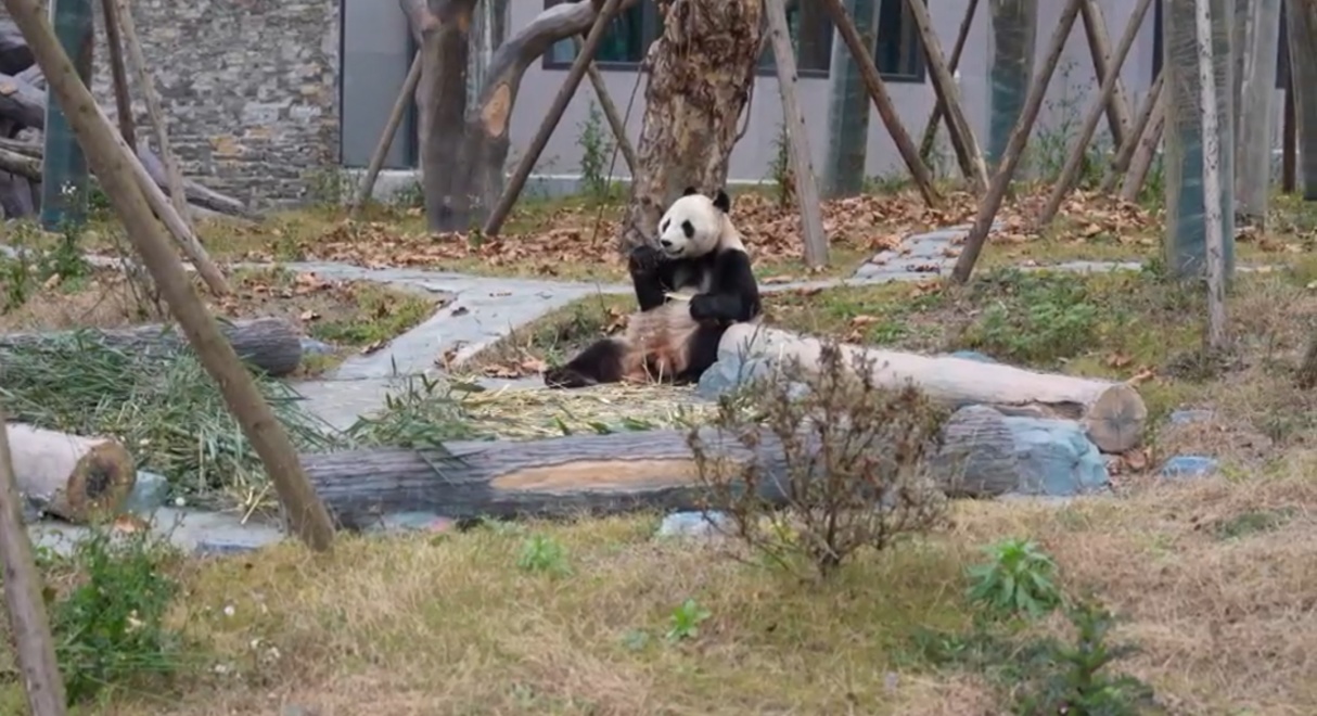 中国大熊猫保护研究中心绵阳基地12月29日试运行