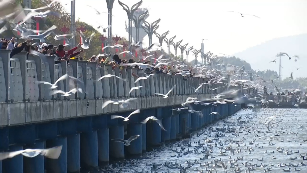 来昆明红嘴鸥超42000只 咋数出来的？