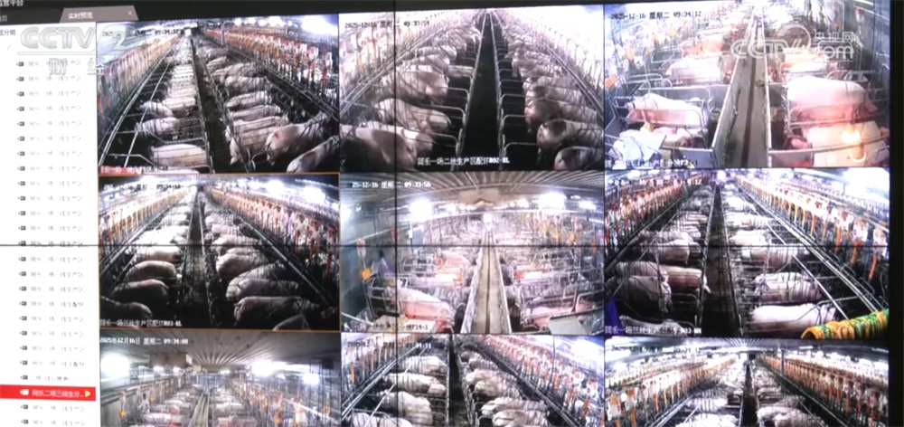 生猪价格持续低位运行 养殖行业“优化产能+管理成本”多举措转向新阶段