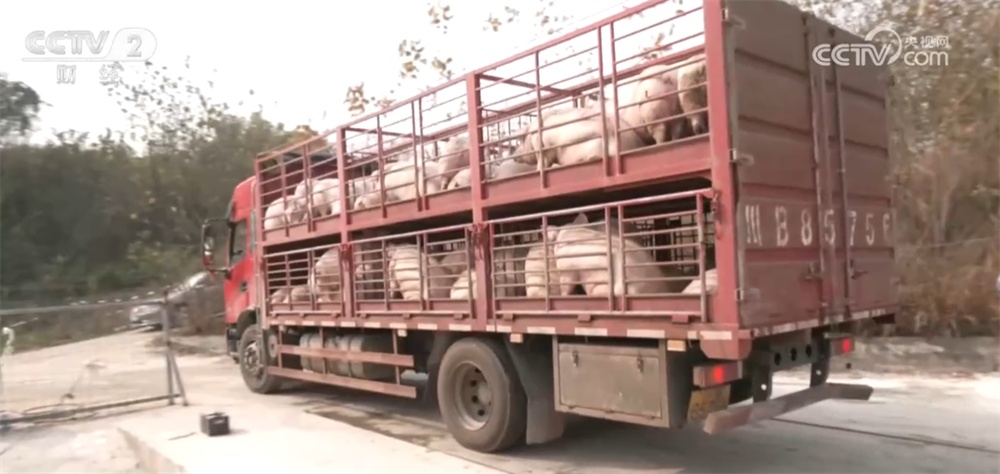 生猪价格持续低位运行 养殖行业“优化产能+管理成本”多举措转向新阶段