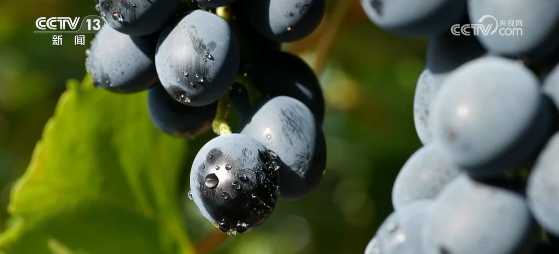 西北高铁网再添“新动脉” 交通赋能特色产业发展“加速度”