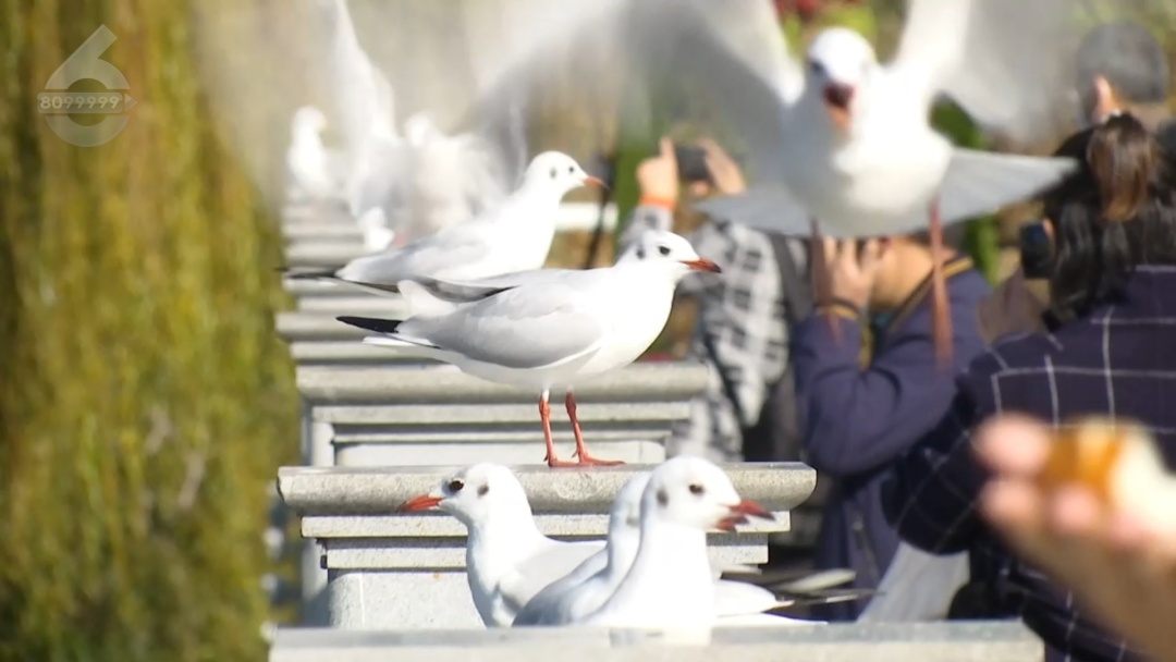 来昆明红嘴鸥超42000只 咋数出来的？