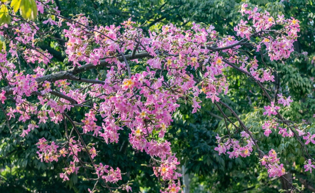 最低8℃！广东，即将降温