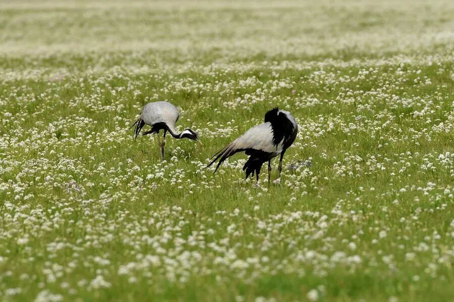 一屉稍麦和一盘羊肉手抓之间的距离有多远？