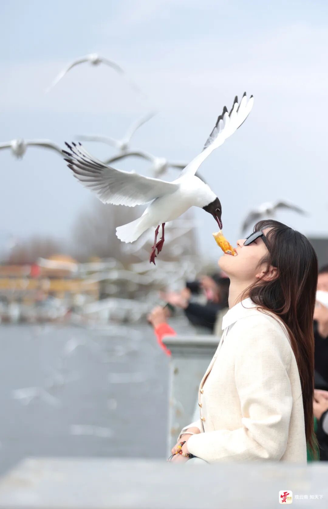 来昆明红嘴鸥超42000只 咋数出来的？