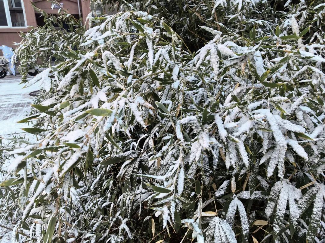 北京下雪了！冬日氛围感拉满~