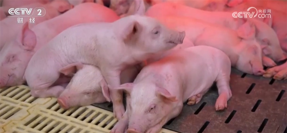 生猪价格持续低位运行 养殖行业“优化产能+管理成本”多举措转向新阶段