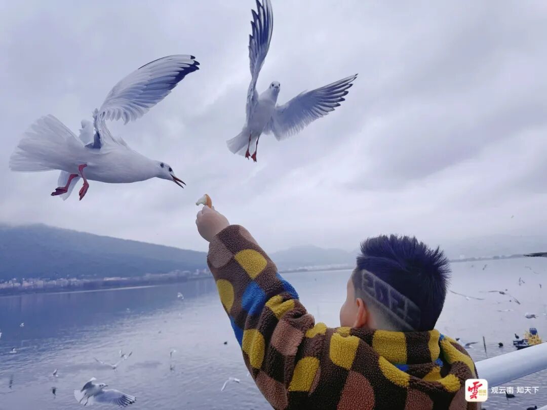 来昆明红嘴鸥超42000只 咋数出来的？