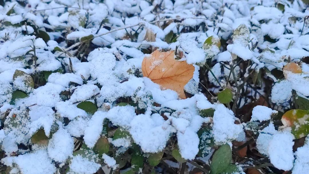 北京下雪了！冬日氛围感拉满~