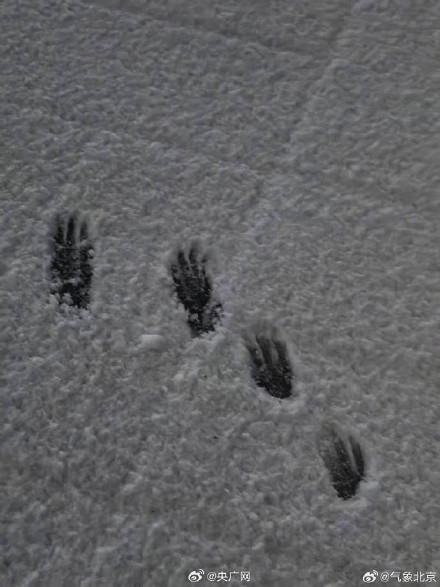 一觉醒来北京又下雪啦