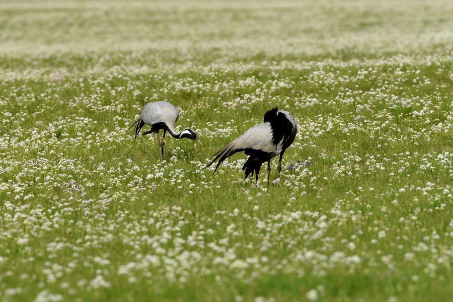 这条高铁线，“香”迷糊了！