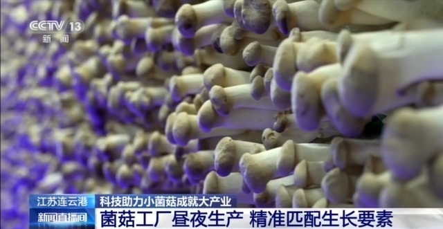 自主育种+智能生产双轮驱动 小菌菇也做成大产业