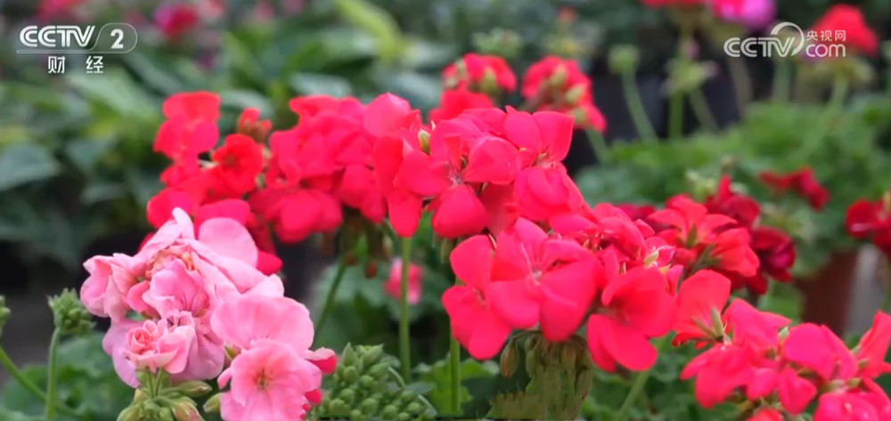 年宵花抢“鲜”上市、百年大集购销两旺 节日市场物丰价稳消费活跃