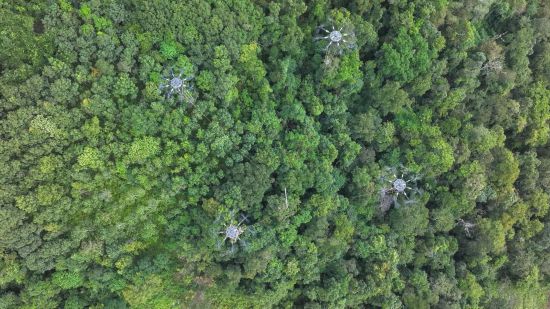 不修路少砍树，百亩雨林保住了——中老电力联网工程建设上演“高空芭蕾”