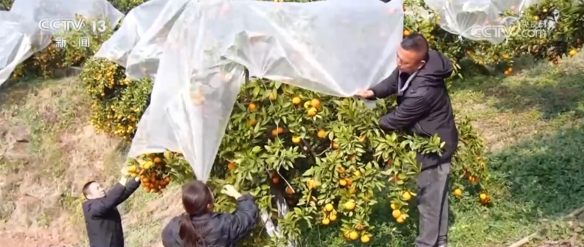 寒潮降雪天气来袭 多部门迎“寒”而上保通保畅保农业生产